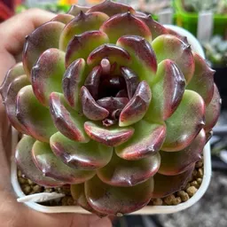 AnnDdictedToSuccs