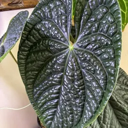 shinyowlfrond
