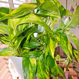 ParadisePlants