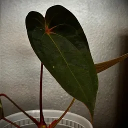 PlantMath