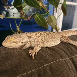 Schmebies_plants