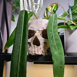 OddJungle