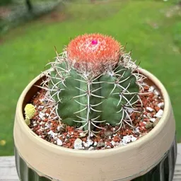 katiecereus