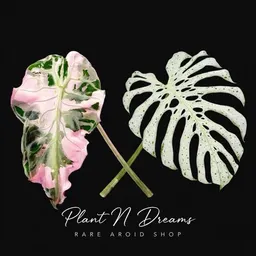 PlantNDreams
