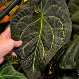 unexpectedplanthood