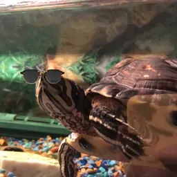 That_turtle_mom26