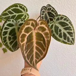 PixlPlants