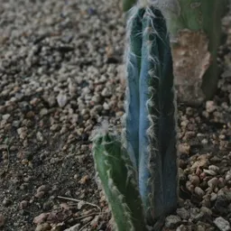 Sonoran_LCV