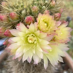 CactusWitch