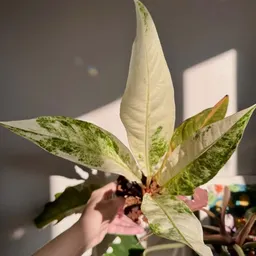 Laurynlovesplants