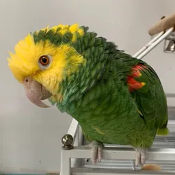 DianeBest
