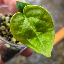 ShinyNewLeaf
