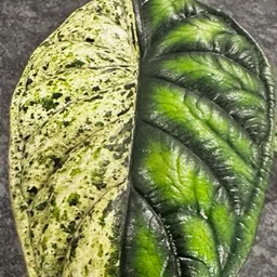 TREEsixNINE