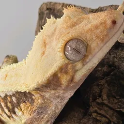 Geckomania