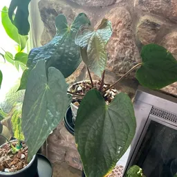 Plantyy