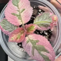 LobbanLeaf