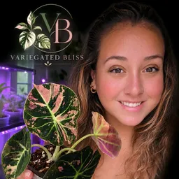 VariegatedBliss269