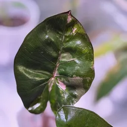PrettyNPlants