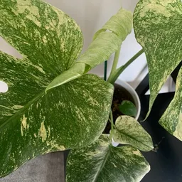 MtnsandPlants