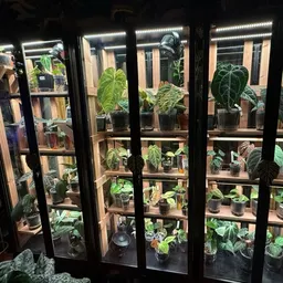 JuniorslovePlants