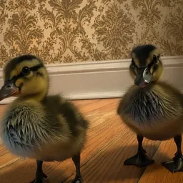 mallardice.