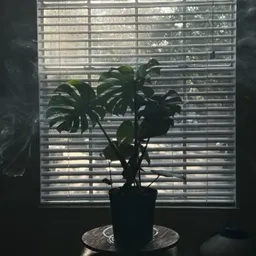 Lazy_Tuna_072