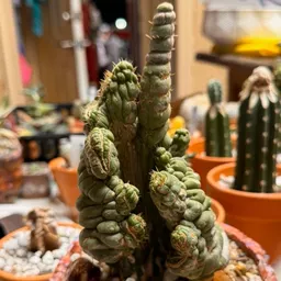 StillLearningSuccs1