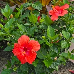 Botanyplants2day