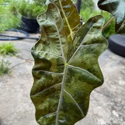 CatandPlantsguy