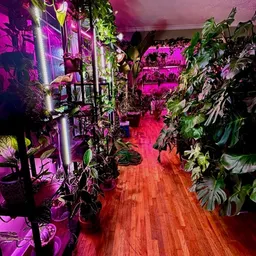 Jungle.Life