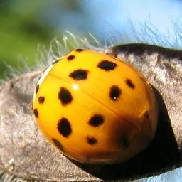 soft_beetle_pod7