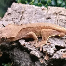 Nightmaregeckos