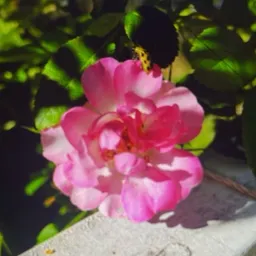 Sjalumb61