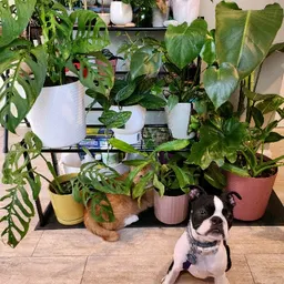Frond_of_You
