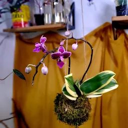 Kokedama.Mama