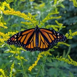 Monarch