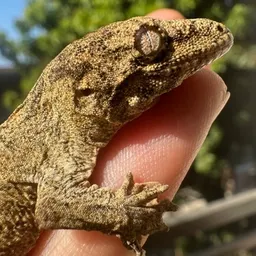 LetGoMyGecko