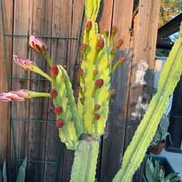 Grandmasgreenthumb