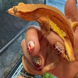 WendyTurtle25