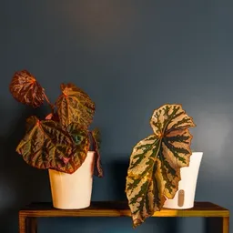 MrGrannyPlanties