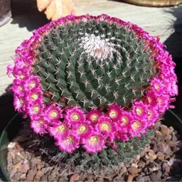 Cactuscowgirl