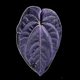 KCElevatedPerspectives