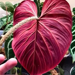 plantmoneys