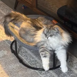 Bumblebeezzz