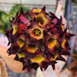 WetMyPlantsLLC