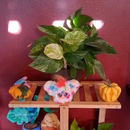 Plantsplantsplants23