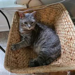 SassyCatPlants