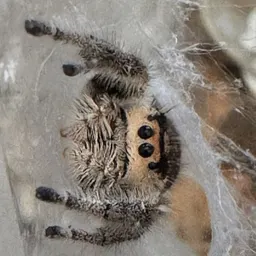 Spoodmama