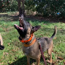 K9enyo