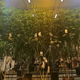 Misscaligirl420